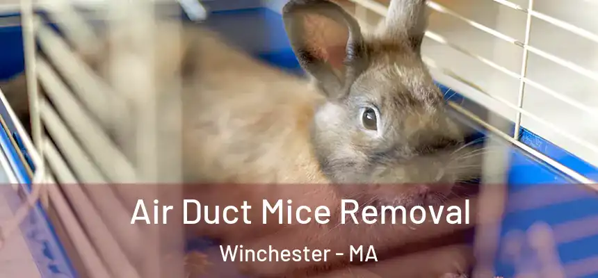  Air Duct Mice Removal Winchester - MA